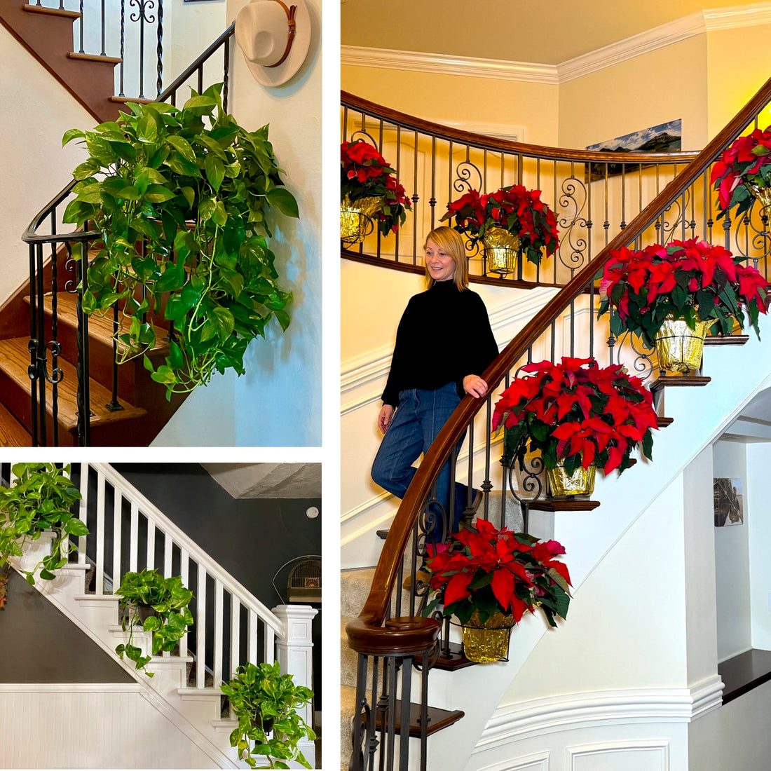🪴Last Day 49% OFF-Hanging Planters and Baskets Clip