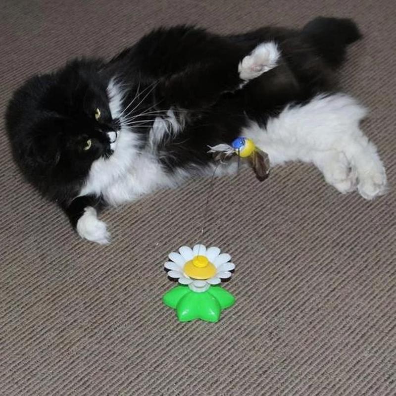 Interactive Bird Toy For Cats - elehancea