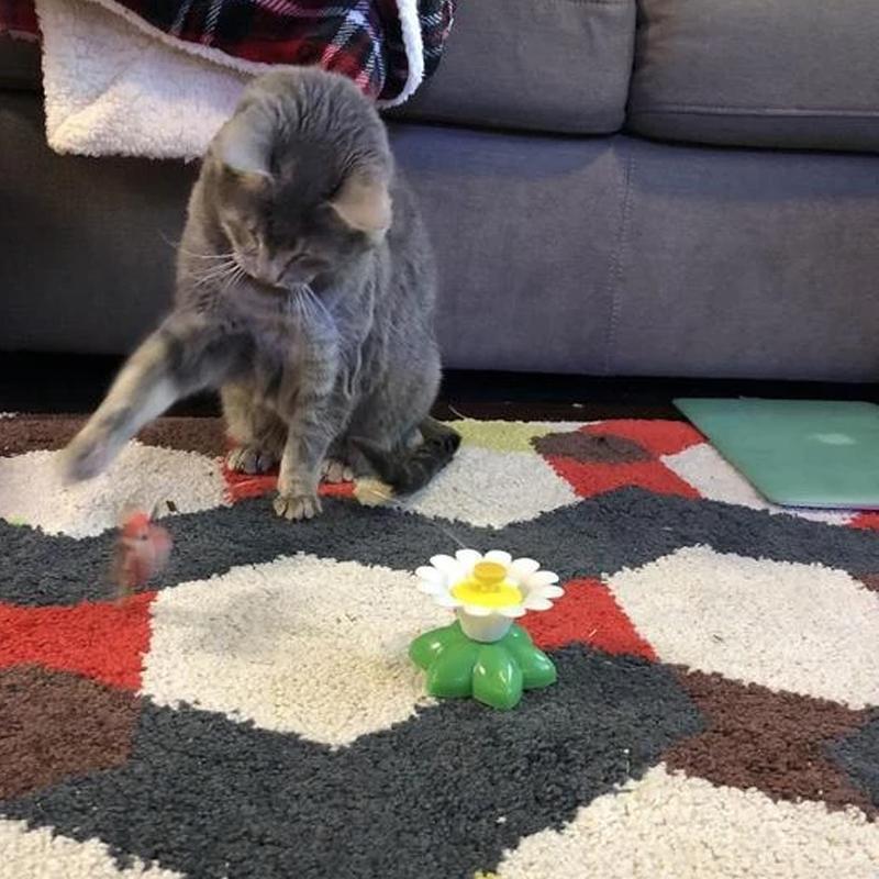 Interactive Bird Toy For Cats - elehancea