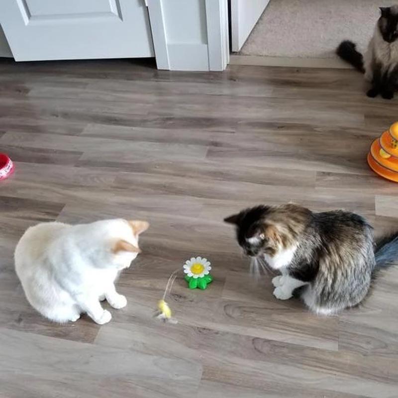 Interactive Bird Toy For Cats - elehancea