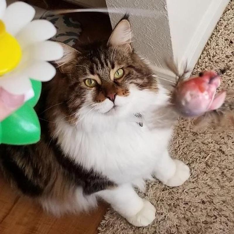 Interactive Bird Toy For Cats - elehancea