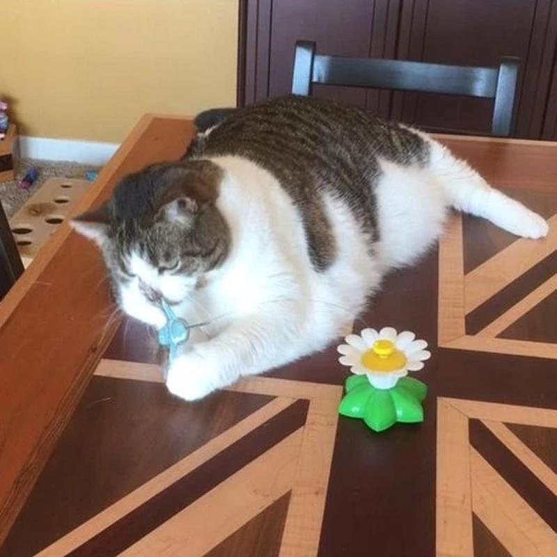 Interactive Bird Toy For Cats - elehancea