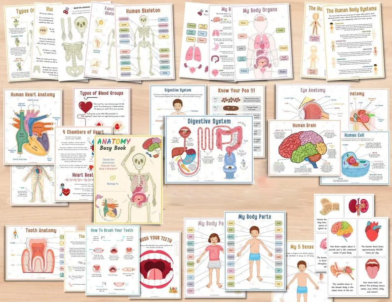 🔥Last Day 49% OFF- Human Anatomy Busy Book🔥