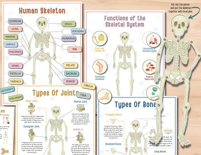 🔥Last Day 49% OFF- Human Anatomy Busy Book🔥