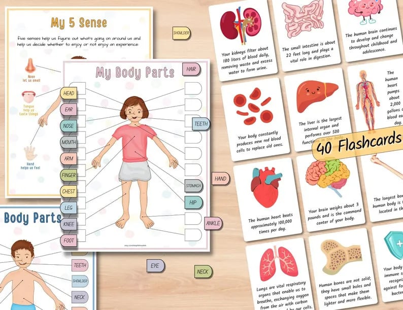 🔥Last Day 49% OFF- Human Anatomy Busy Book🔥