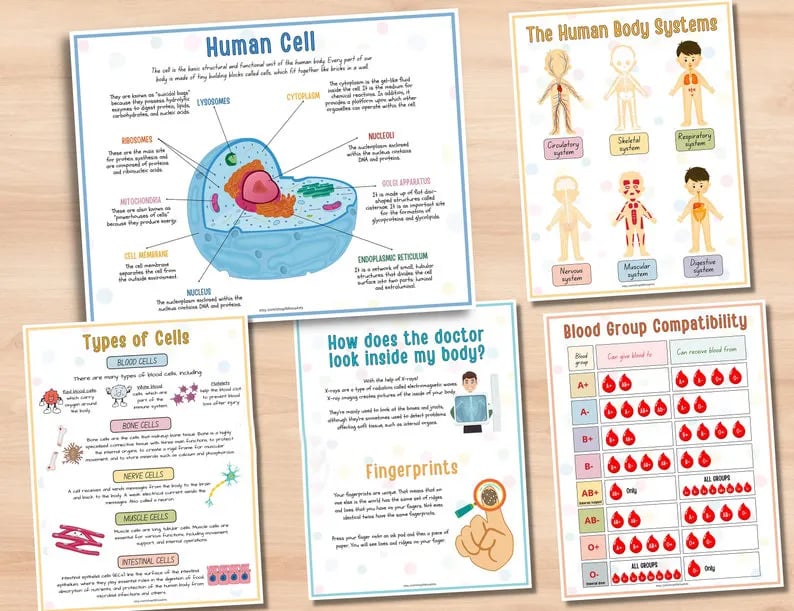 🔥Last Day 49% OFF- Human Anatomy Busy Book🔥