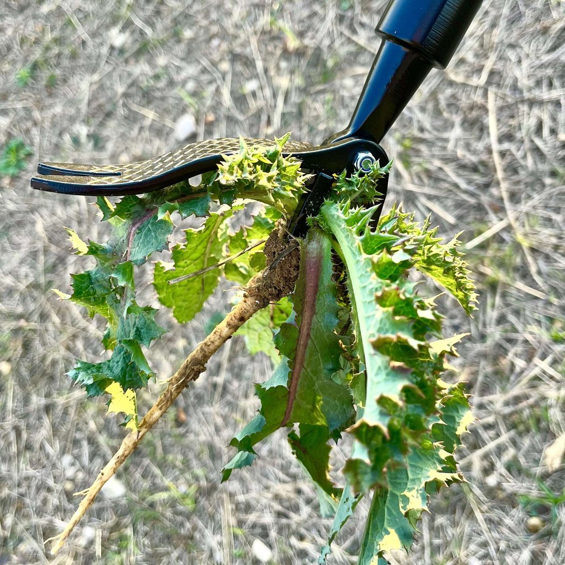 Detachable Stand Up Weed Puller