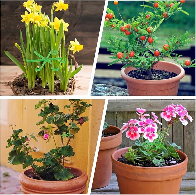 Plant Stem Supports for Supporting Plant Growth