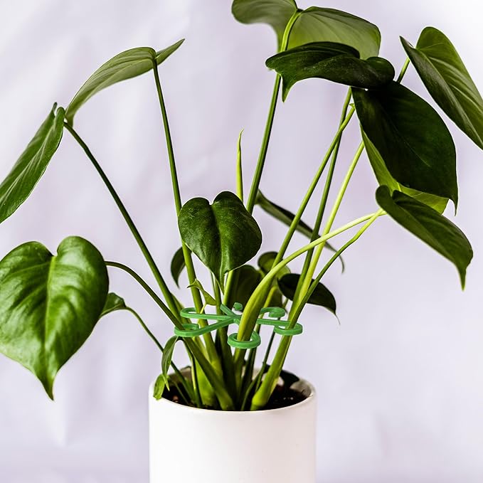 Plant Stem Supports for Supporting Plant Growth