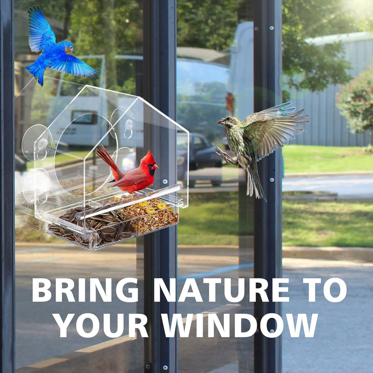 🪴Last Day 49% OFF-Window Bird Feeder with Strong Suction Cups