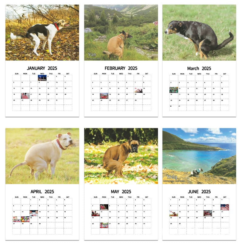 😆Funniest calendar of the century|"Artistic expression" of furry friends