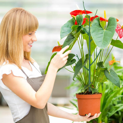 Plant Support Stakes