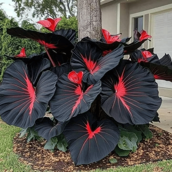 🌈 Giant Caladium Bulbs -🎊The color wizard that creates a dream garden 🌿✨