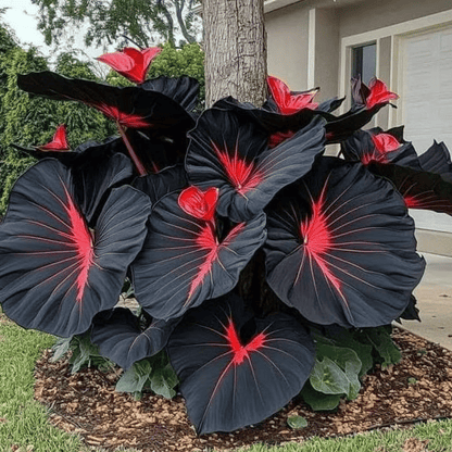🌈 Giant Caladium Bulbs -🎊The color wizard that creates a dream garden 🌿✨