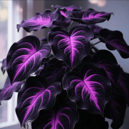 🌈 Giant Caladium Bulbs -🎊The color wizard that creates a dream garden 🌿✨