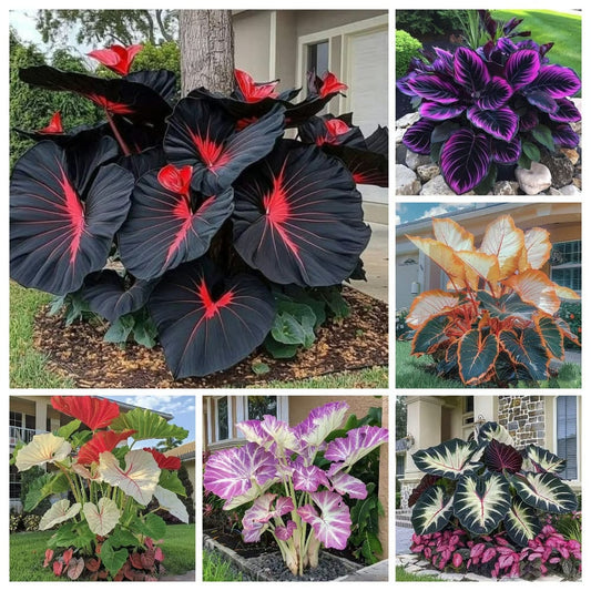 🌈 Giant Caladium Bulbs -🎊The color wizard that creates a dream garden 🌿✨