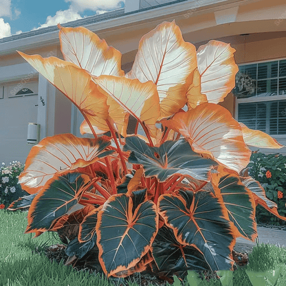 🌈 Giant Caladium Bulbs -🎊The color wizard that creates a dream garden 🌿✨