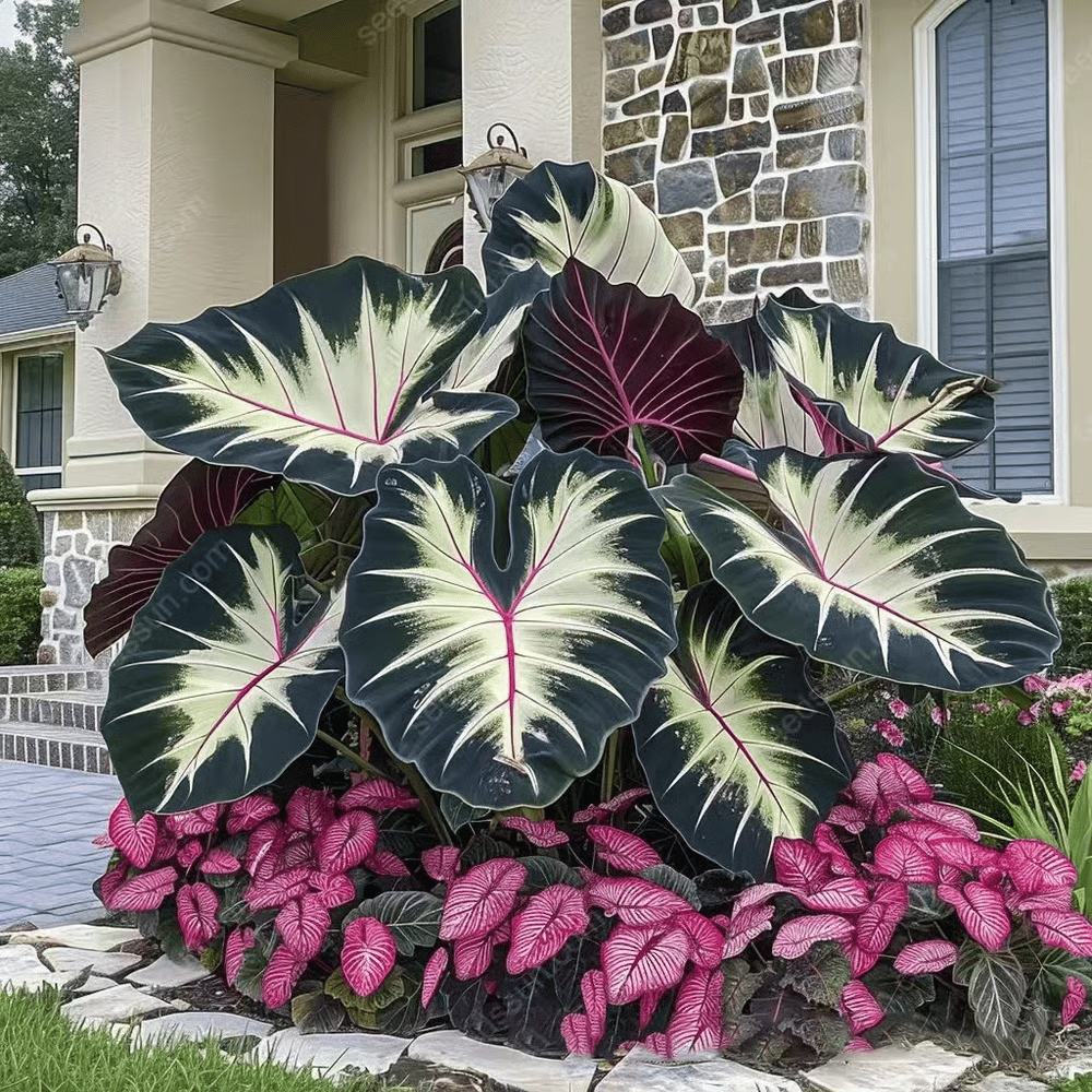 🌈 Giant Caladium Bulbs -🎊The color wizard that creates a dream garden 🌿✨