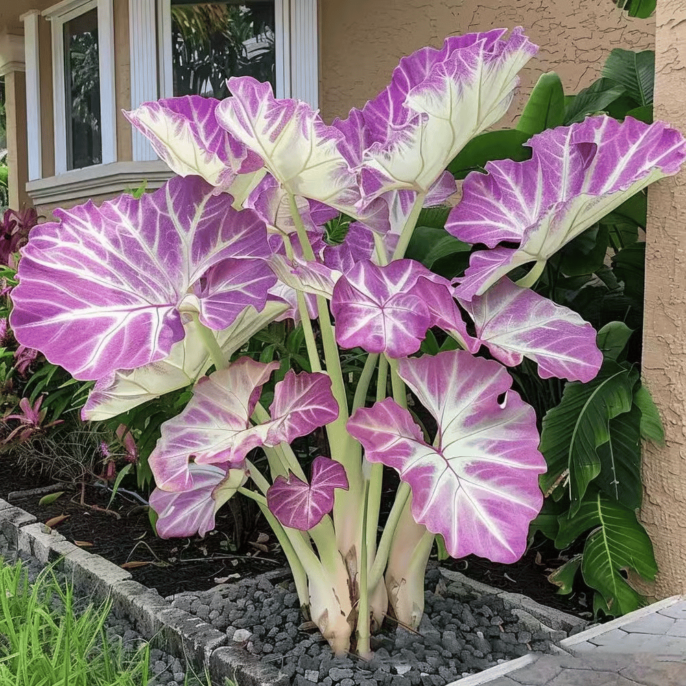 🌈 Giant Caladium Bulbs -🎊The color wizard that creates a dream garden 🌿✨