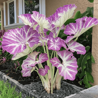 🌈 Giant Caladium Bulbs -🎊The color wizard that creates a dream garden 🌿✨
