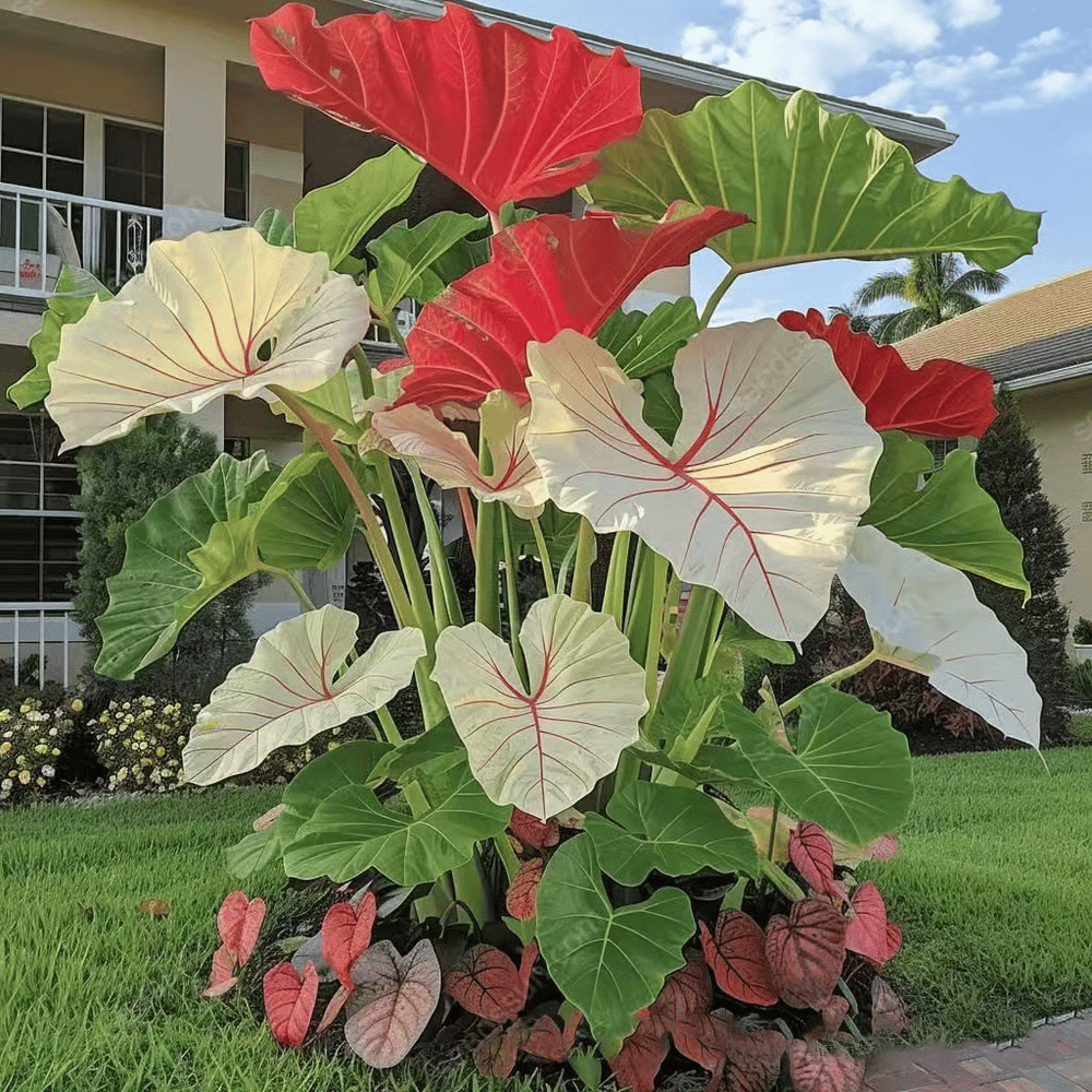 🌈 Giant Caladium Bulbs -🎊The color wizard that creates a dream garden 🌿✨