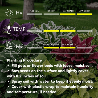 🌈 Giant Caladium Bulbs -🎊The color wizard that creates a dream garden 🌿✨
